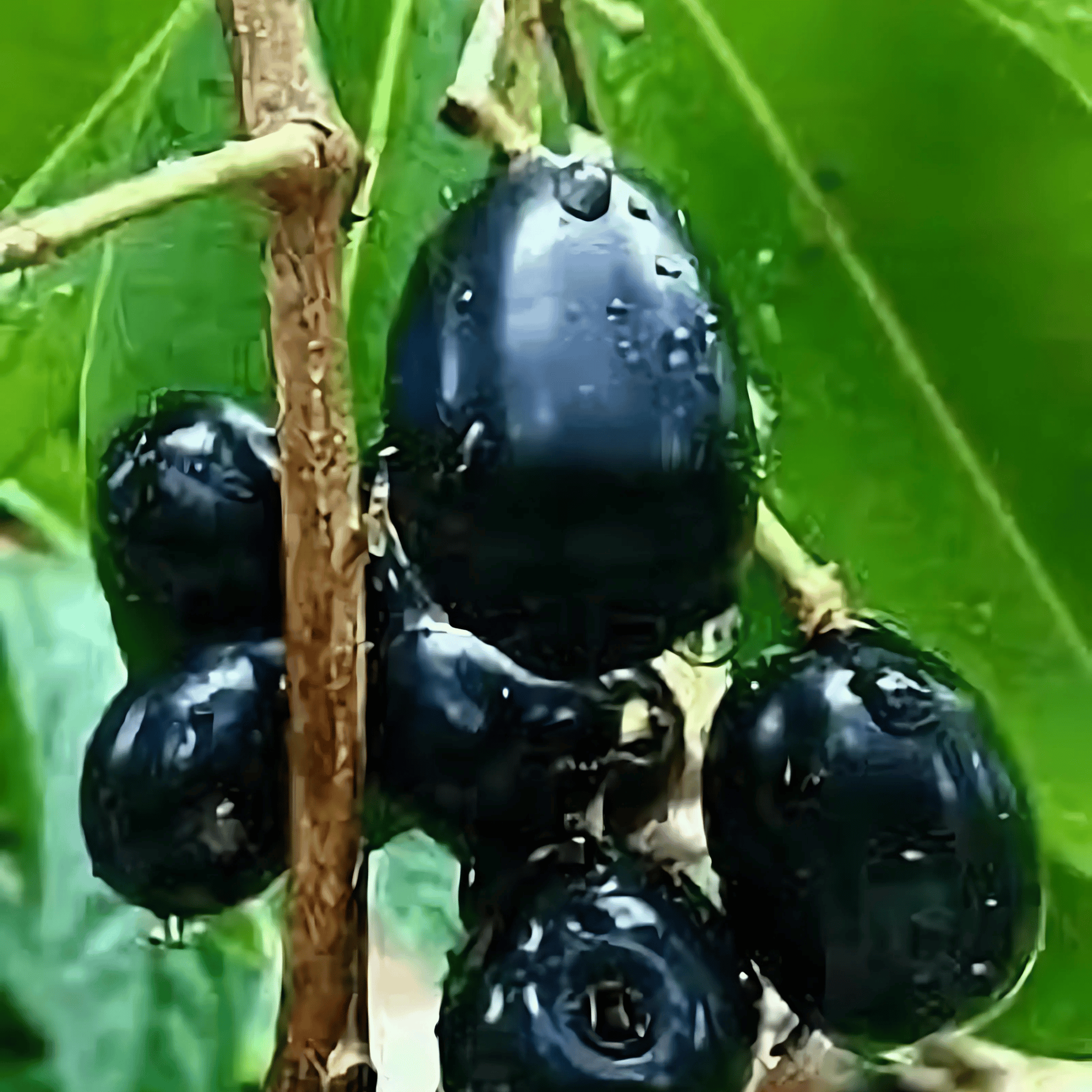 Black Jamun Plant Fruit Plant (Grafted) Height 2 Feet