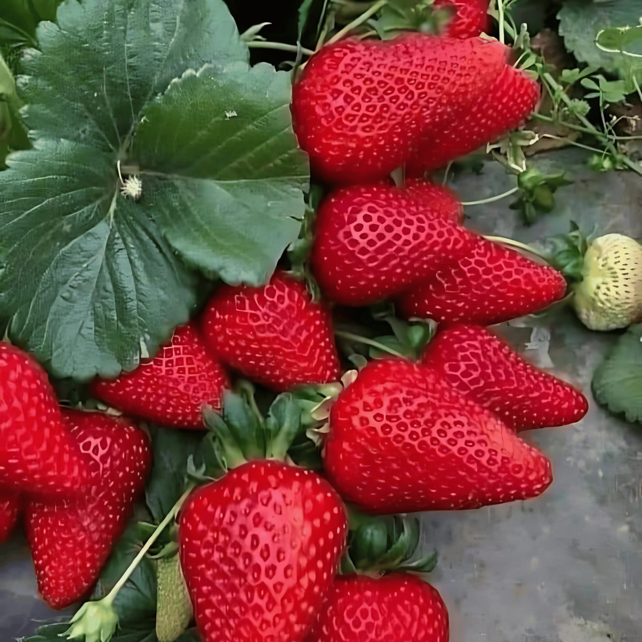 Strawberry Plant (Grafted) Fruit Plant Height 8 Inch