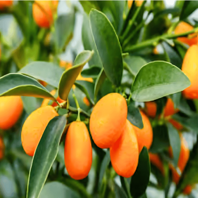 Sweet Lemon Plant (Grafted) Fruit Plant Height 1.5 - 2 Feet