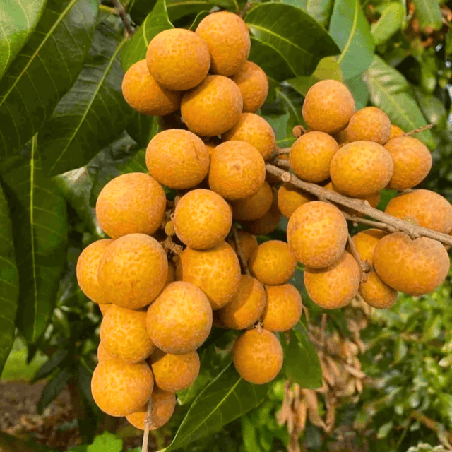 Ruby Longan Plant (Grafted) Fruit Plant Height 2 Feet