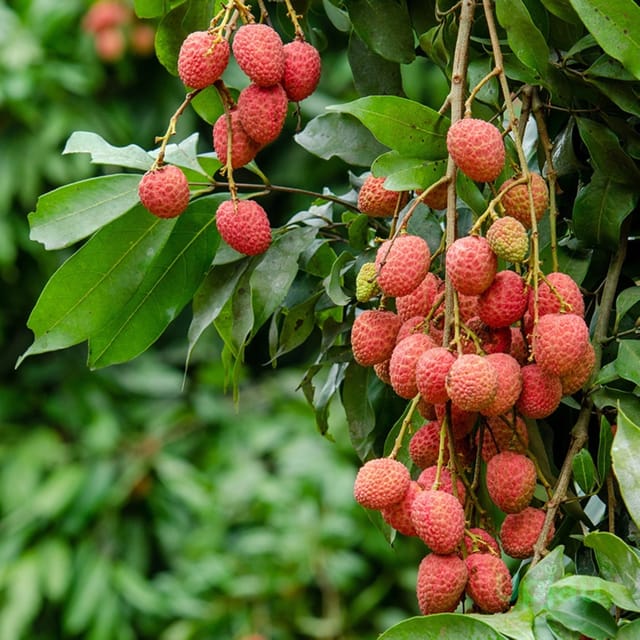 Muzaffarpur Litchi Plant (Grafted) Fruit Plant Height 1 ft