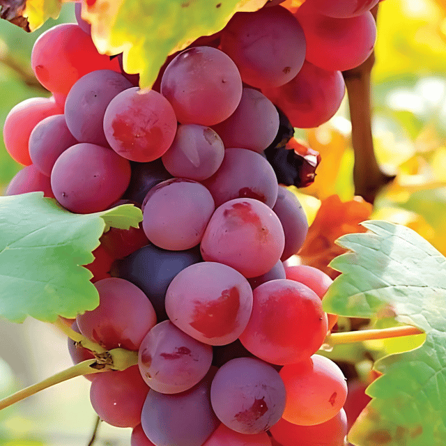Red Flame Seedless Grapes Plant (Grafted) Fruit Plant Height 1.5 - 3 Feet