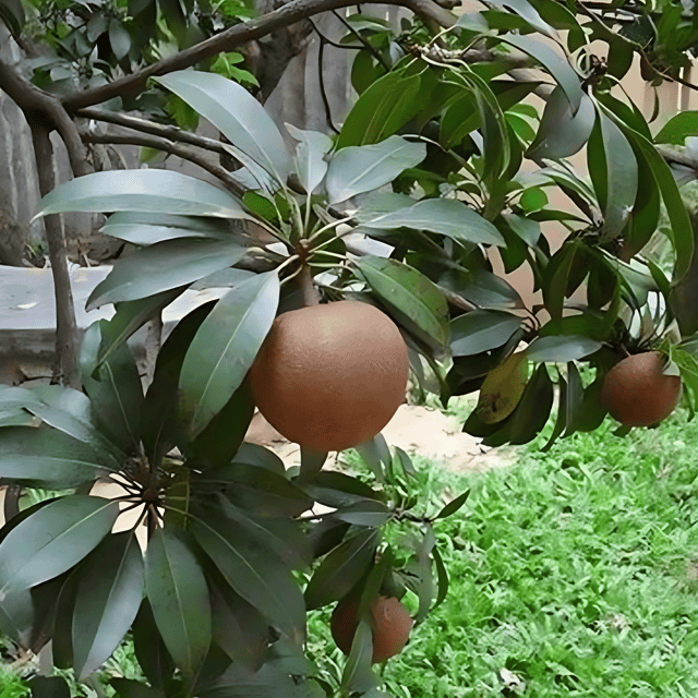 Kalapatti Chiku Plant (Grafted) Fruit Plant Height 1 Feet