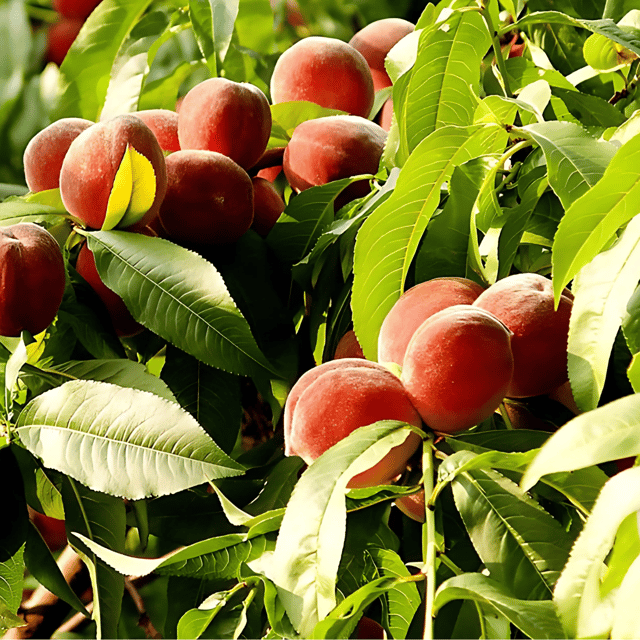Peach Fruit Plant (Grafted) Fruit Plant Height 2 Feet
