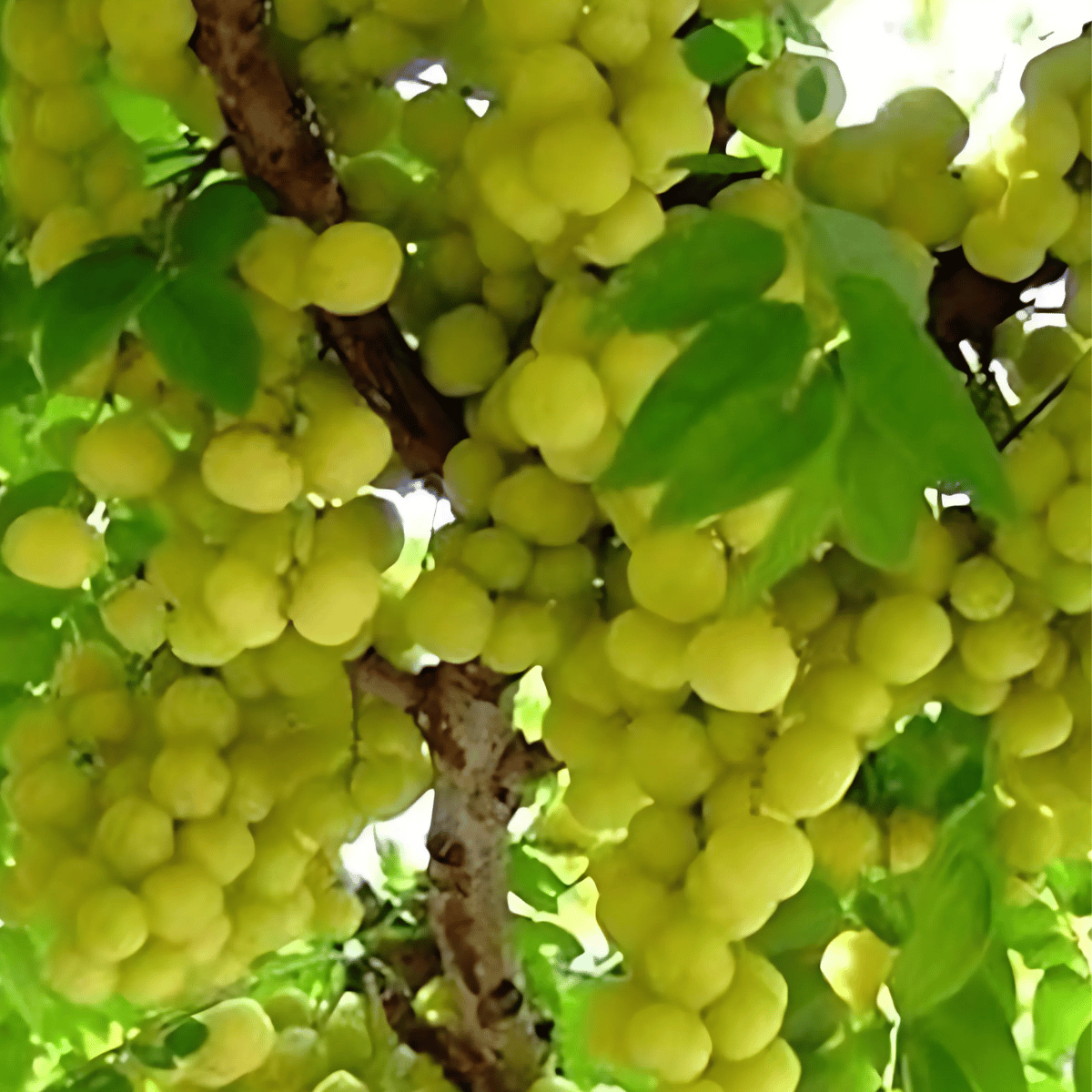 Green Amla Plant (Grafted) Fruit Plant Height 1.5 Feet