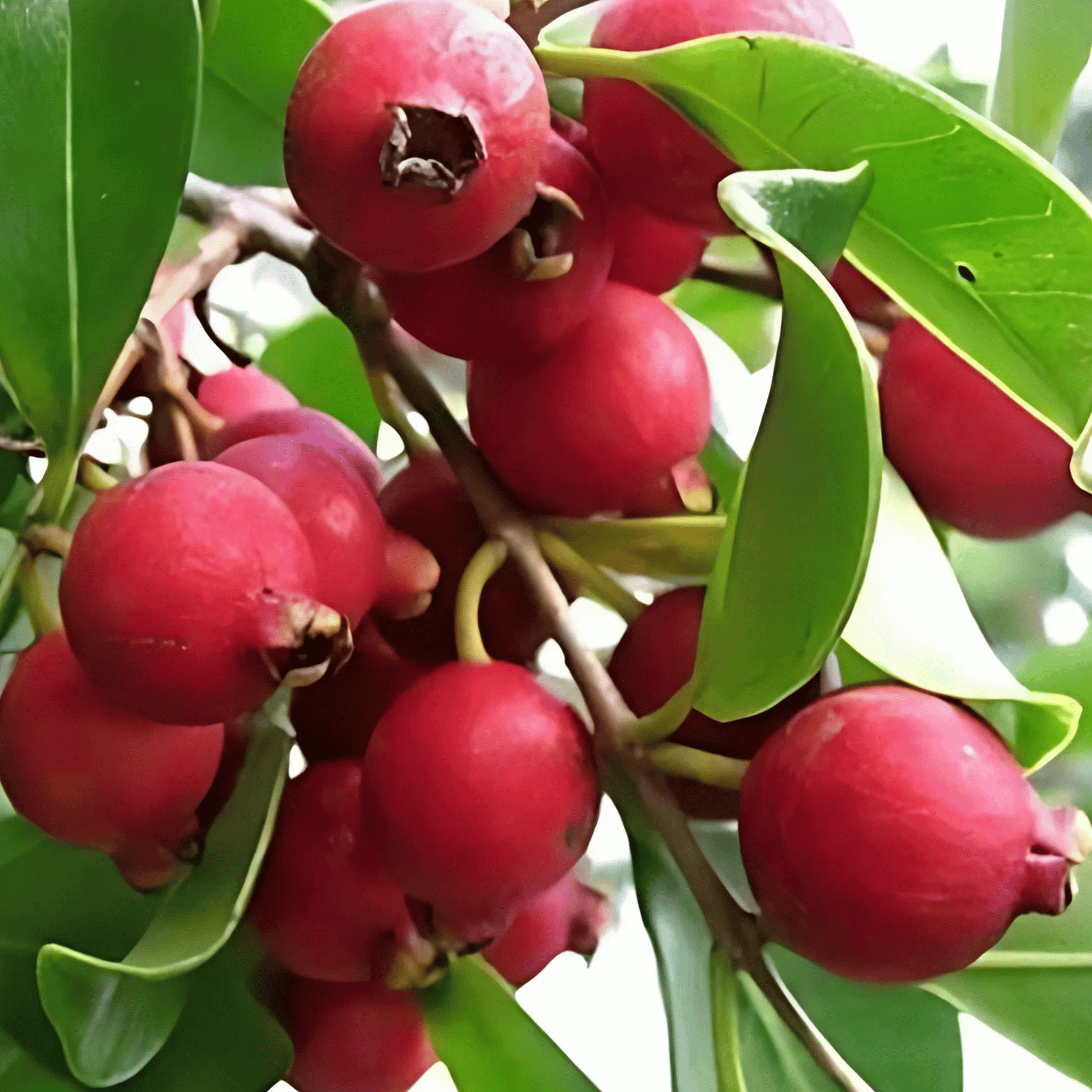 Thai Red Guava Plant (Grafted) Fruit Plant Height 1 Feet