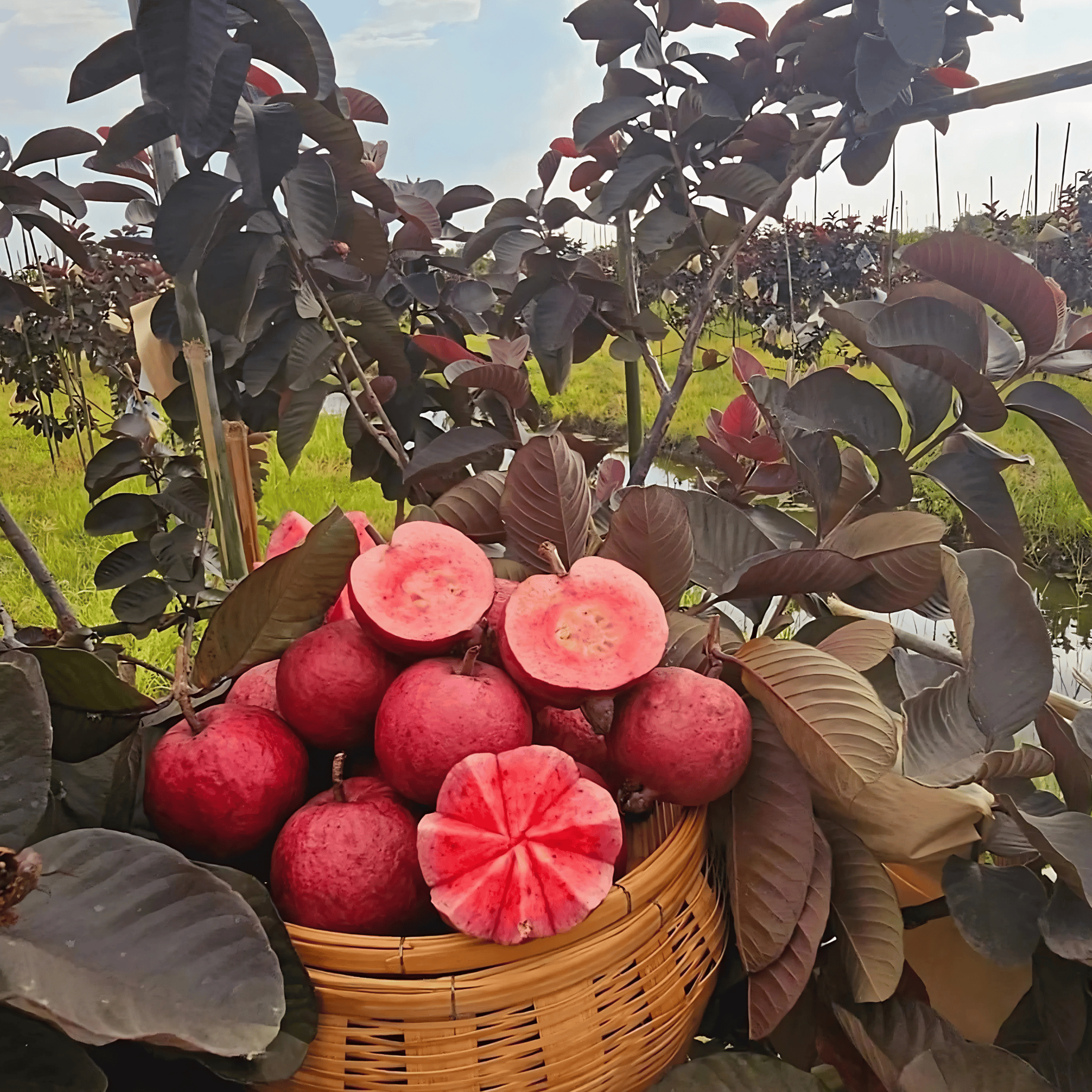 Black Diamond Red Guava Plant (Grafted) Fruit Plant Height 1.5 Feet