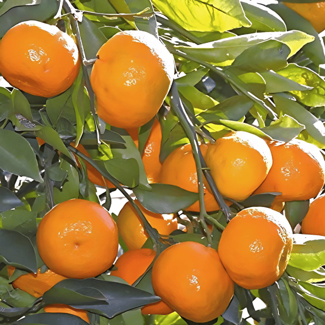 Nagpur Orange Plant (Grafted) Fruit Plant Height 1.5 Feet