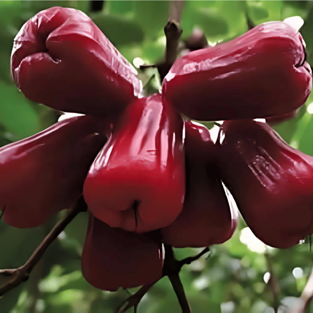 Bali Chamba Water Apple Plant (Grafted) Fruit Plant Height 1 ft - 2 ft