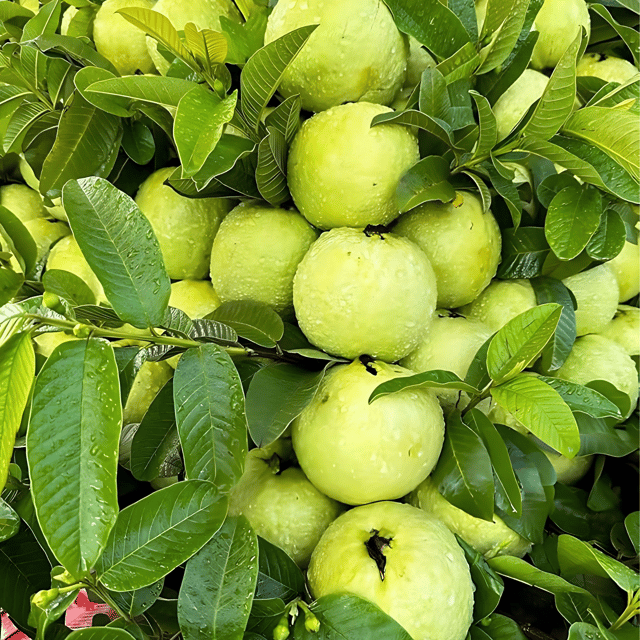 Thai 7 Guava Plant (Grafted) Fruit Plant Height 1.5 ft