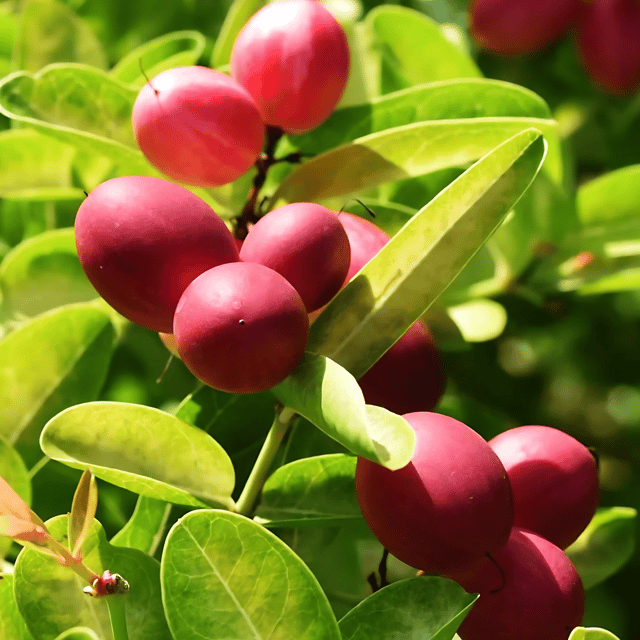 Miracle Red Plant (Grafted) Fruit Plant Height 1.5 Feet