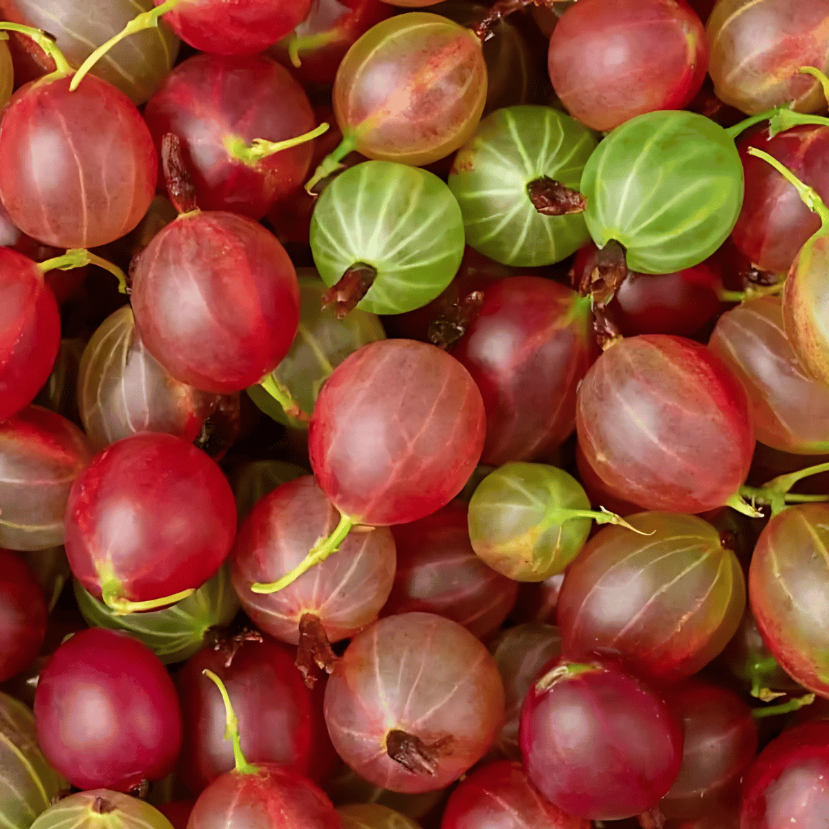 Red Amla Plant (Grafted) Fruit Plant Height 1.5 Feet