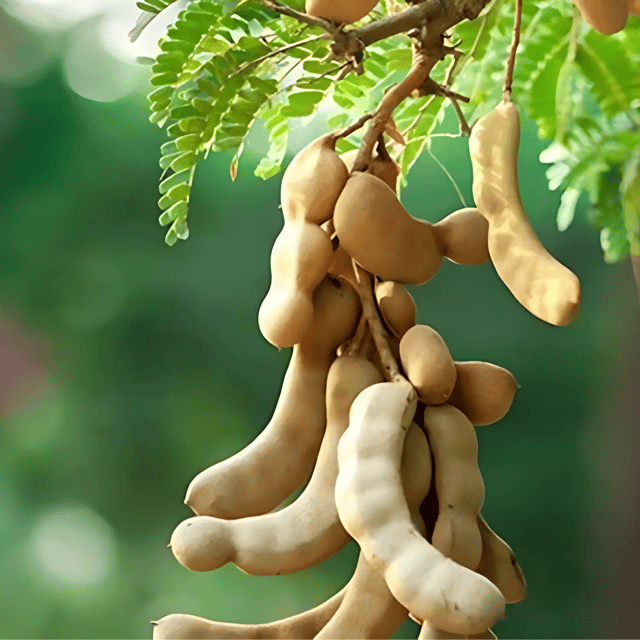 Thai Sweet Tamarind Plant (Grafted) Fruit Plant Height 1.5 Feet