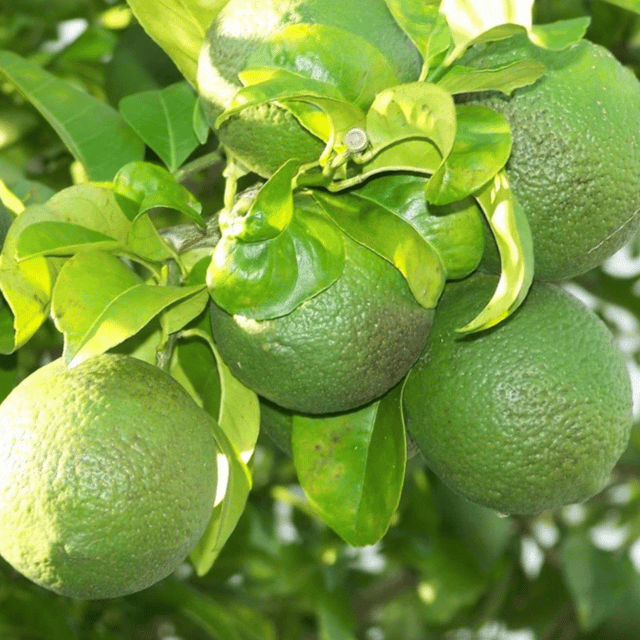 Sikkim Mosambi Plant (Grafted) Fruit Plant Height 1 Feet - 2 Feet