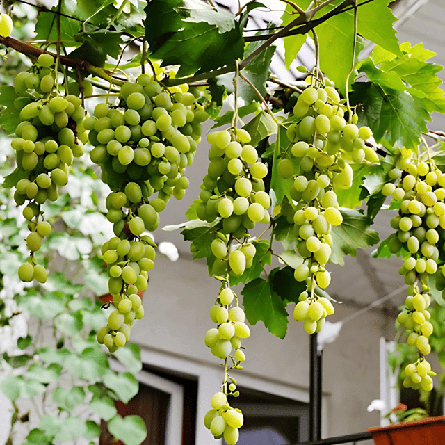 Green Grapes Plant (Grafted) Fruit Plant Height 1.5 Feet