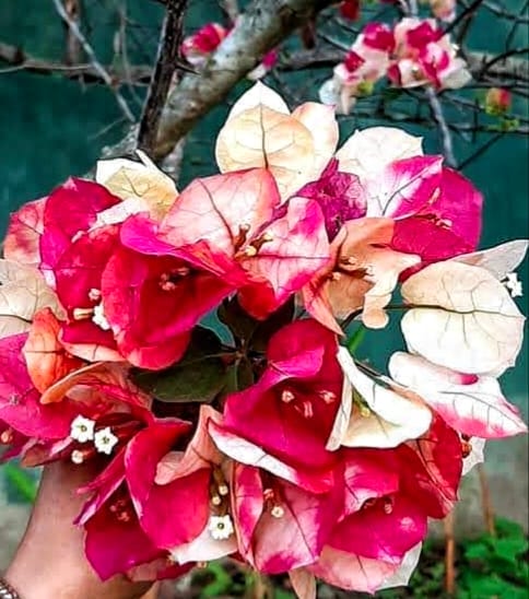 PREMIUM QUALITY CHITRA&nbsp; BOUGAINVILLEA PLANT PACK OF 1