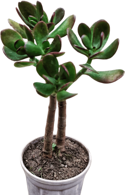 Crassula Octave Succulent Plant - Rare Variety | Compact Rosette | Low Maintenance Indoor Plant | (Pack of 1)