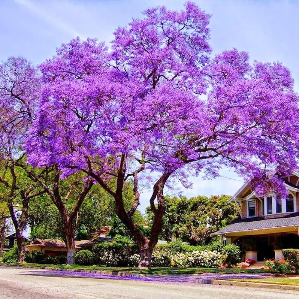 Jacaranda Mimosifolia Neel Mohar Flower Plant