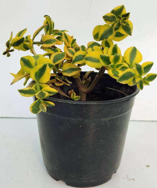 Phulwari Crassula Sarmentosa Succulent Plant Barerooted