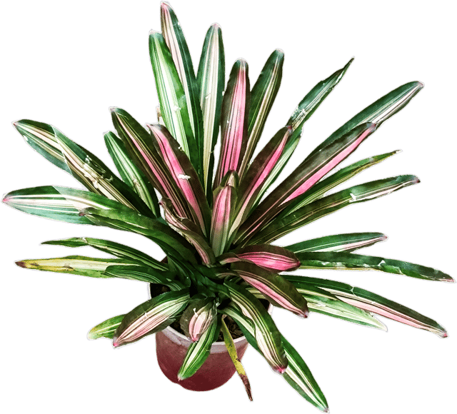 Neoregelia Bromeliad Plant | Colorful Foliage Indoor Outdoor Plant
