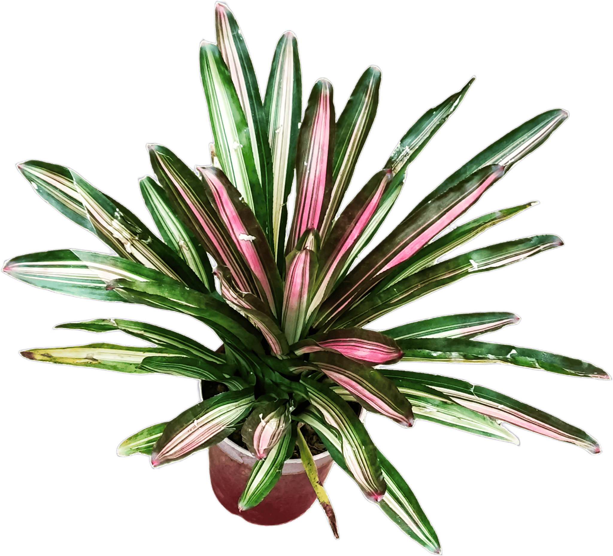 Neoregelia Bromeliad Plant | Colorful Foliage Indoor Outdoor Plant