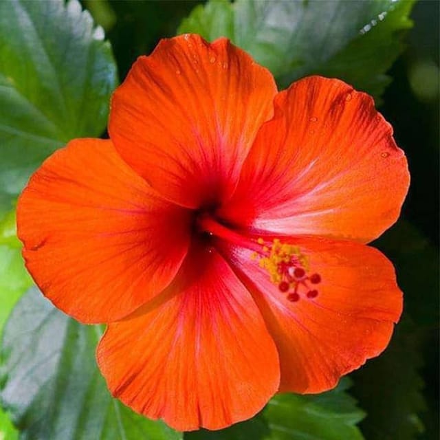 Orange Hybrid Hibiscus Plant