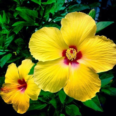 Yellow Hybrid Hibiscus Plant