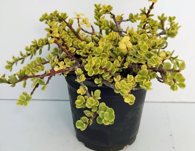 Phulwari Varigated Jade Plant Barerooted Phulwari Varigated Jade Plant Barerooted