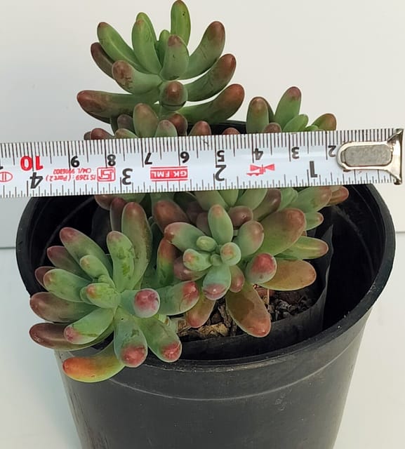 Phulwari Jelly Beans Sedum Rubrotinctum Rooted Succulent Plant