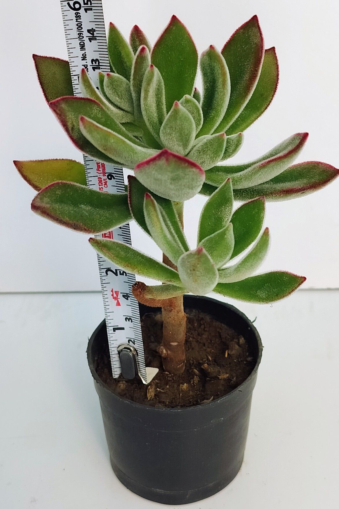 Phulwari Echiveria Pulvinata Plant Barerooted