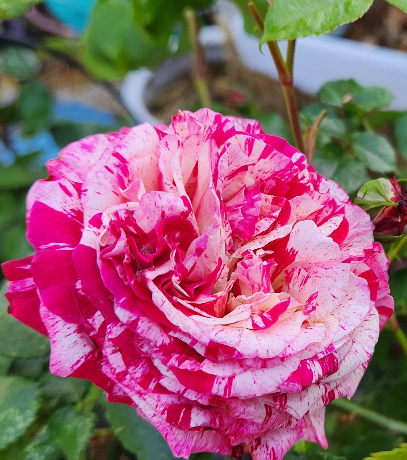 Abracadabra Hybrid Rose Plant (Pink)