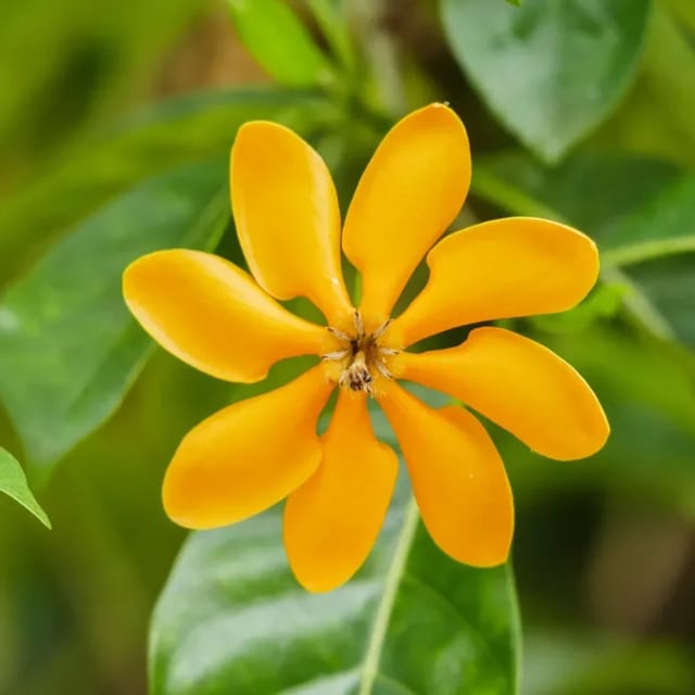 Golden Gardenia Flower Plant (Yellow)