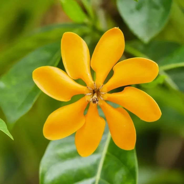 Golden Gardenia Flower Plant (Yellow)