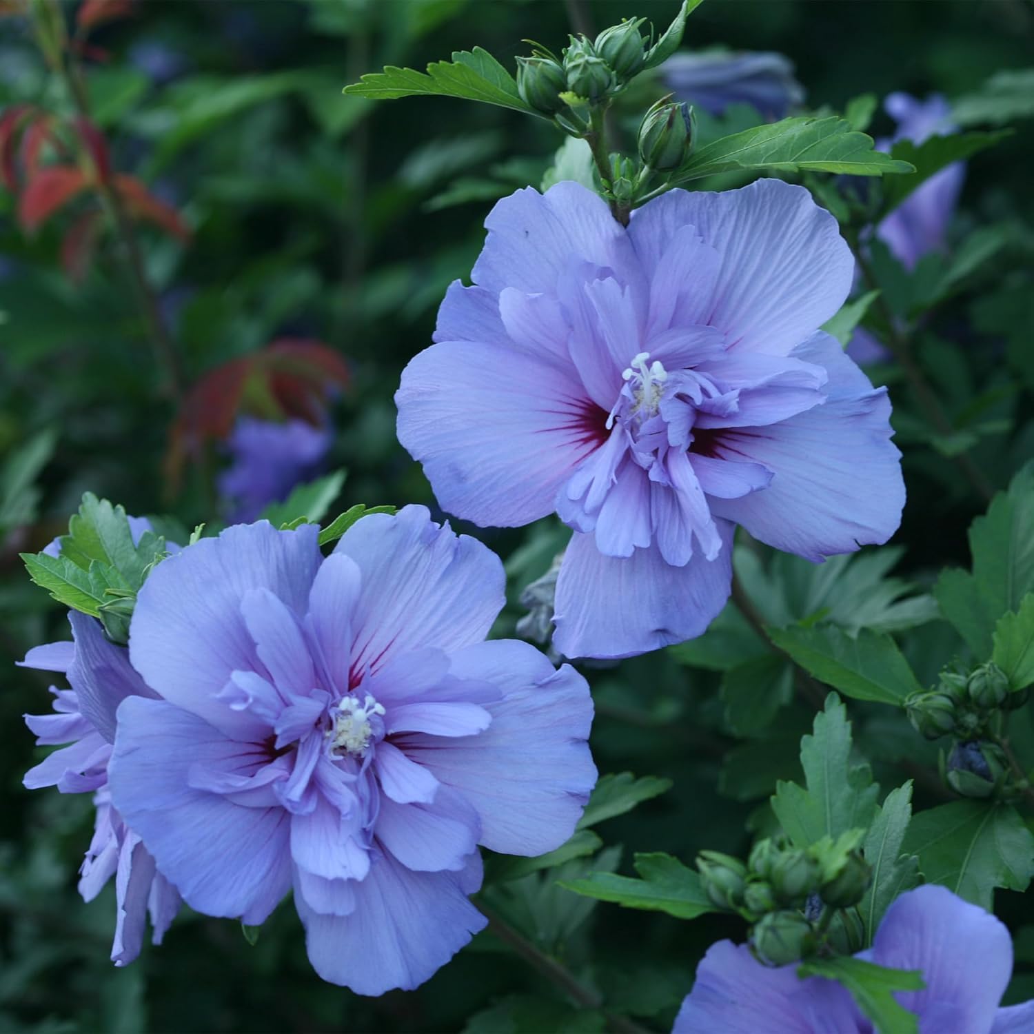 Rare Double Petal Purple Hibiscus Plant