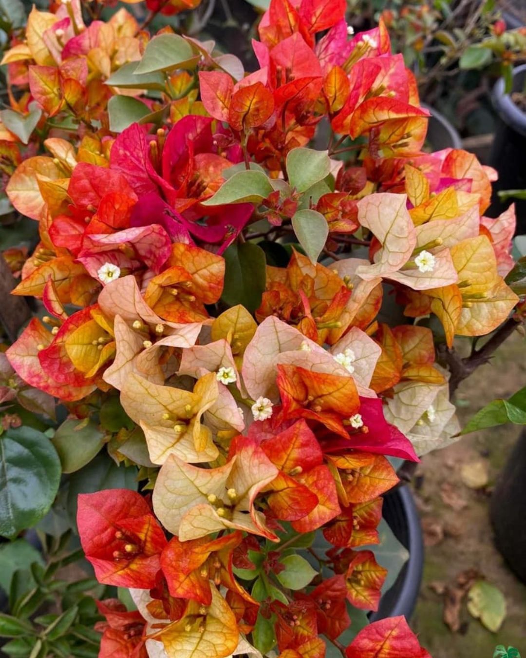 Chitra Gold Bougainvillea Plant Flower Plant Grafted (Height 1-1.5 Feet)