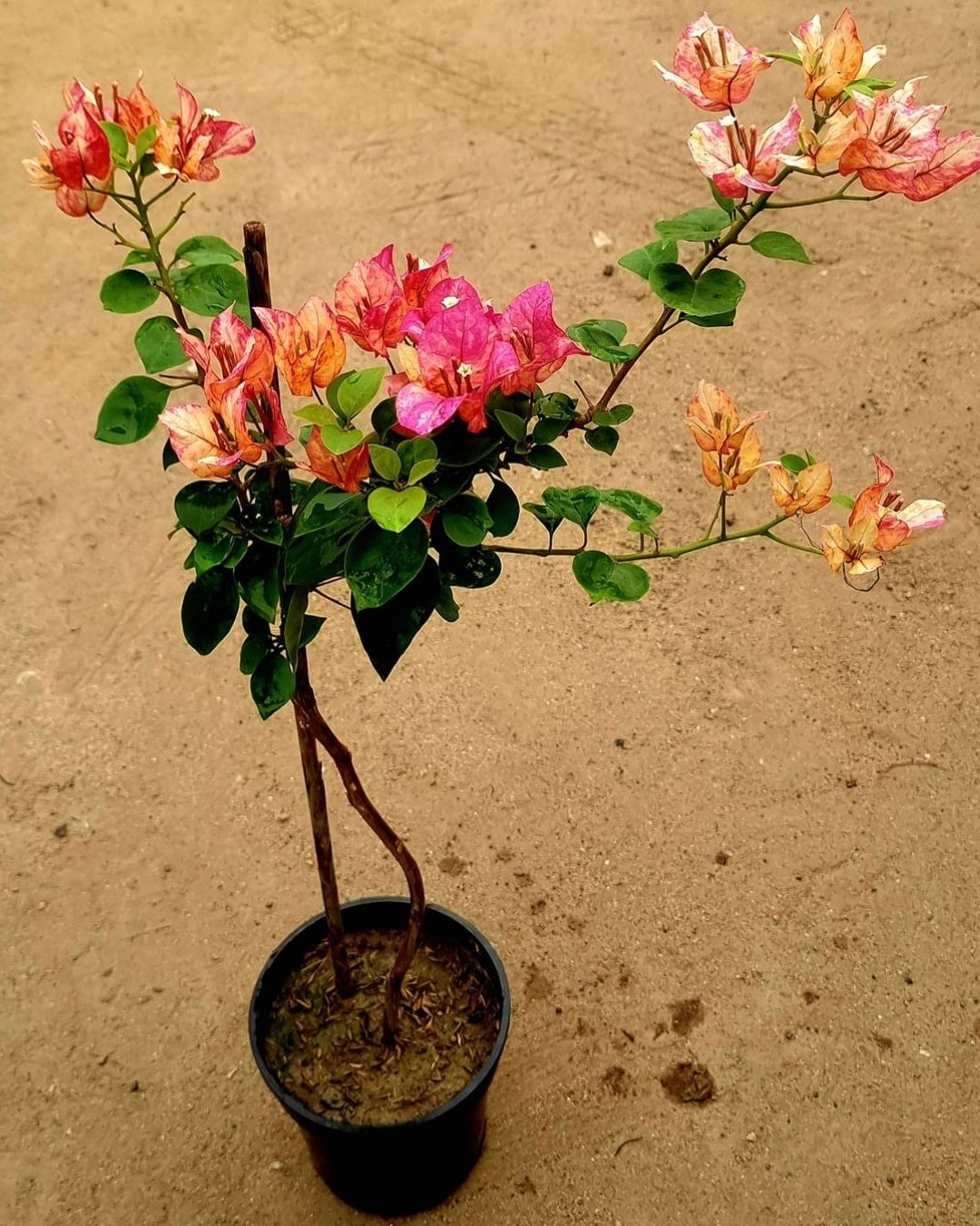Arjuna Bougainvillea Plant Flower Plant Grafted (Height 1-1.5 Feet)
