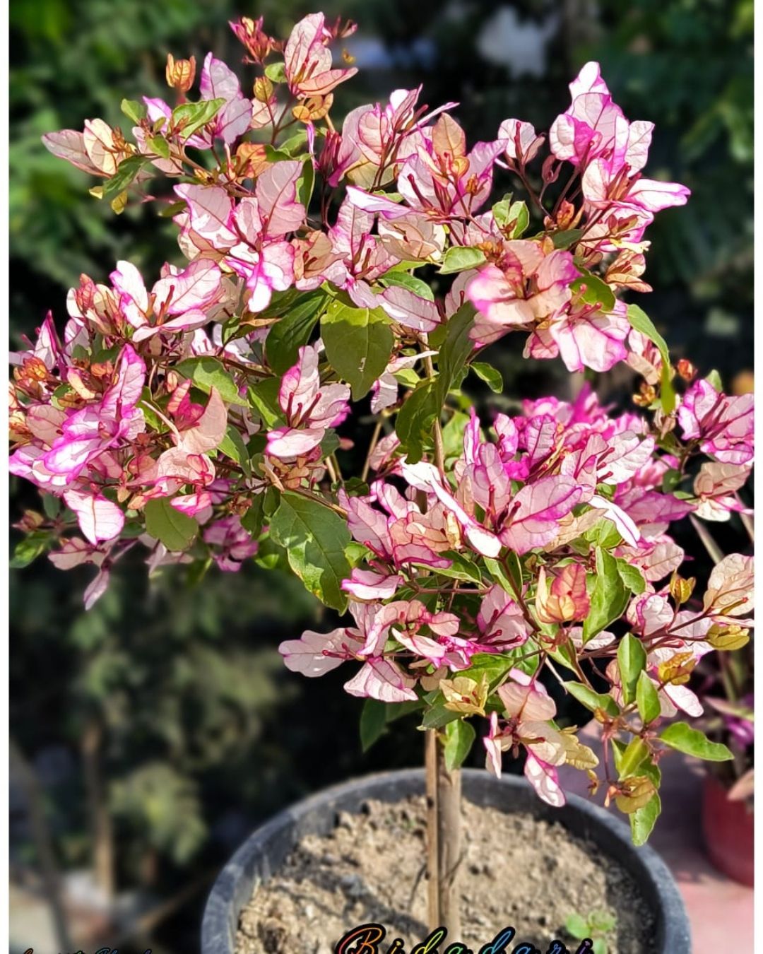 Bidadari Bougainvillea Plant Flower Plant Grafted (Height 1-1.5 Feet)