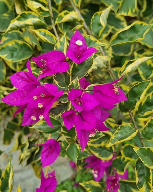 Blueberry Ice Bougainvillea Plant Flower Plant Grafted (Height 1-1.5 Feet)