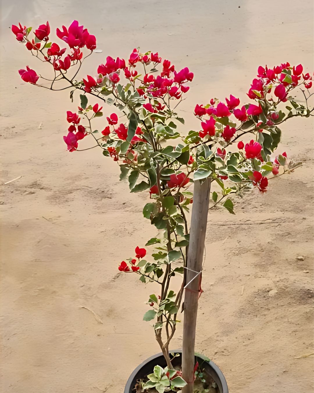 Dr. Rao Bougainvillea Plant Flower Plant Grafted (Height 1-1.5 Feet)