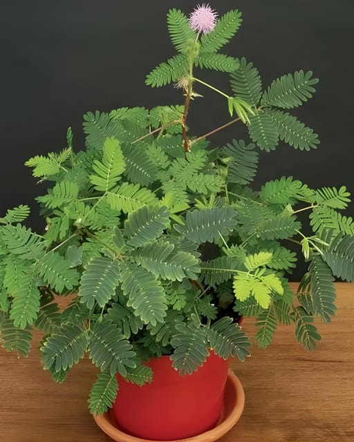 Lajjaboti (Mimosa Pudica / Touch-Me-Not) Plant Flower Plant Grafted (Height 1-1.5 Feet)