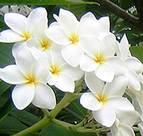 Nag Champa Plant Flower Plant Grafted (Height 1-1.5 Feet)