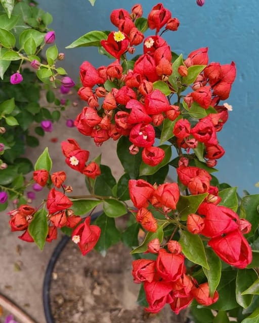 Tanglong Red Bougainvillea Plant Flower Plant Grafted (Height 1-1.5 Feet)