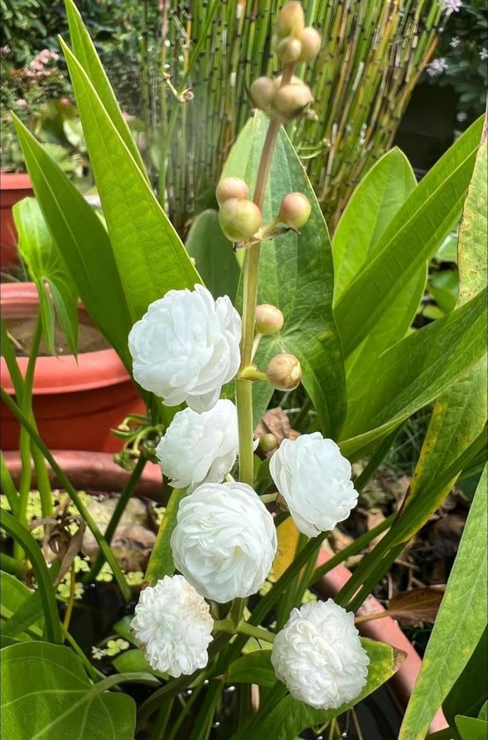 White Rose Plant Flower Plant Grafted (Height 1-1.5 Feet)
