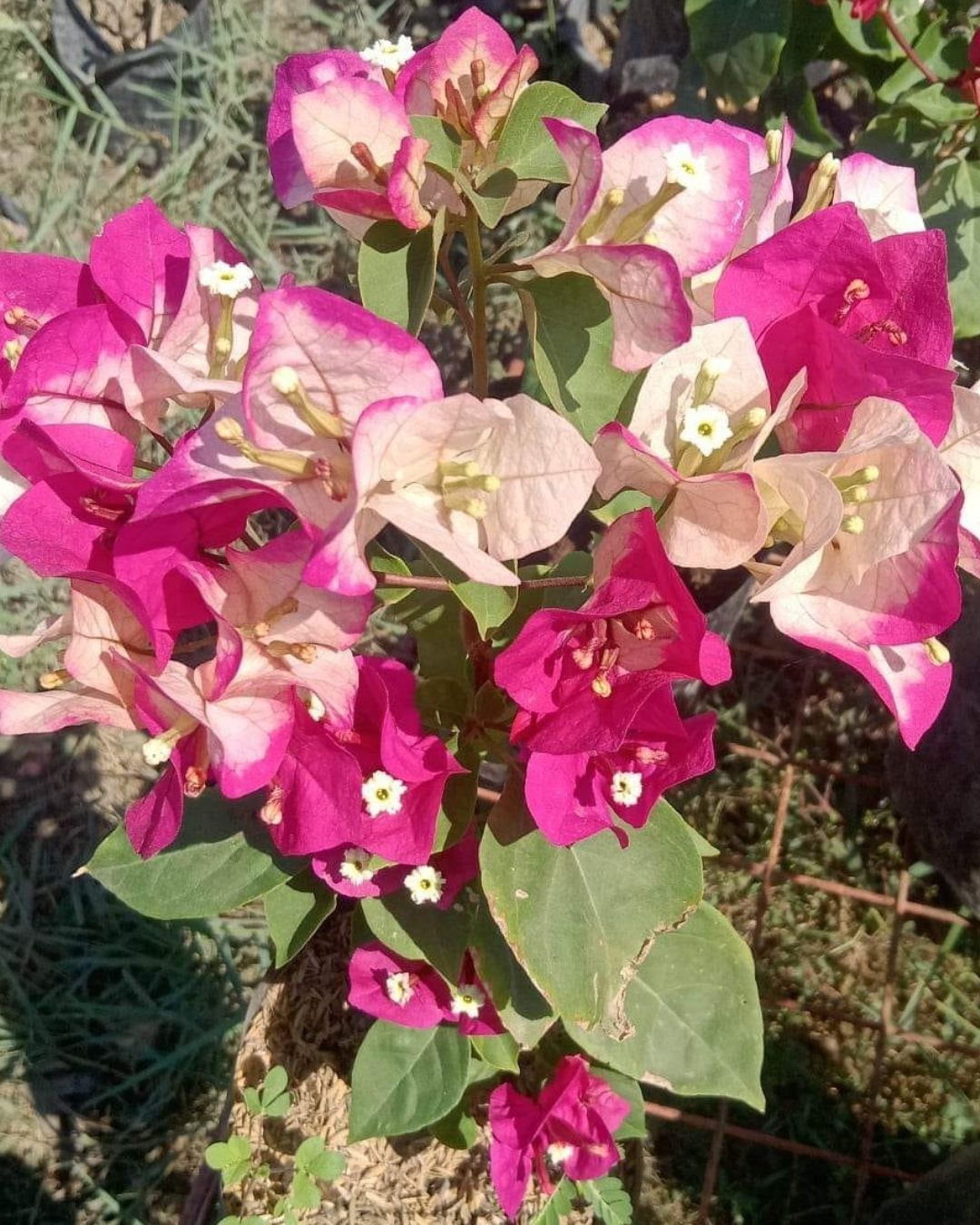 Chitra India Bougainvillea Plant Flower Plant Grafted (Height 1-1.5 Feet)