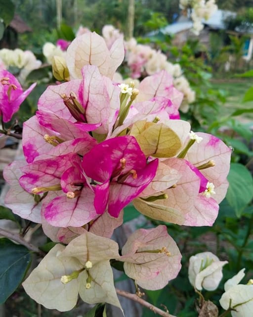 Chitra Cream Bougainvillea Plant Flower Plant Grafted (Height 1-1.5 Feet)