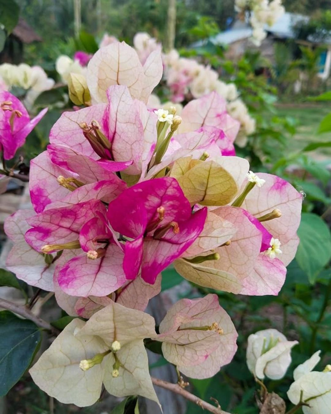 Chitra Cream Bougainvillea Plant Flower Plant Grafted (Height 1-1.5 Feet)