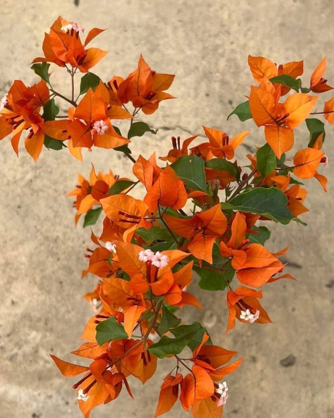 Fire Opal Bougainvillea Plant Flower Plant Grafted (Height 1-1.5 Feet)