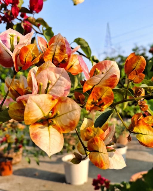 Golden Sunshine Bougainvillea Plant Flower Plant Grafted (Height 1-1.5 Feet)