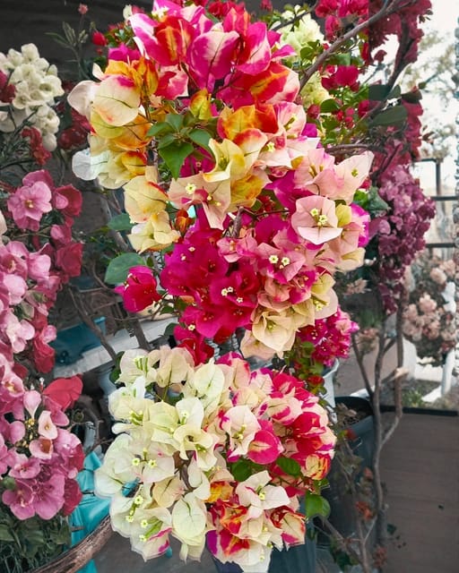 Lady Zyra Bougainvillea Plant Flower Plant Grafted (Height 1-1.5 Feet) Lady Zyra Bougainvillea Plant Flower Plant Grafted (Height 1-1.5 Feet)