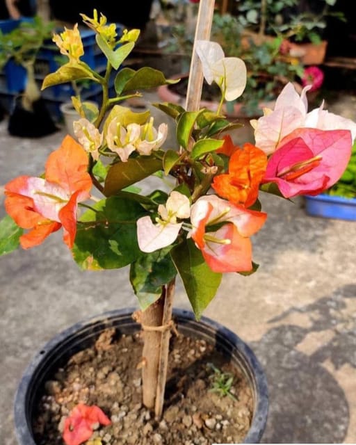 Royal Maharani Bougainvillea Plant Flower Plant Grafted (Height 1-1.5 Feet)